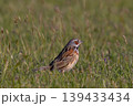 草原で餌を探すホオアカ 139433434