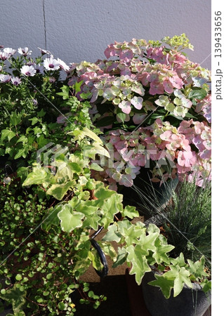 紫陽花ラグランジアオーロランジュと花の寄せ鉢 139433656