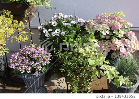 玄関前の花の寄せ鉢 139433658