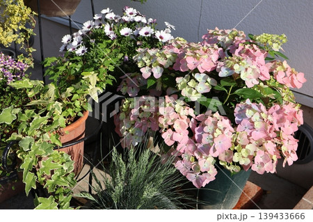 紫陽花ラグランジアオーロランジュと花の寄せ鉢 紫陽花ラグランジアオーロランジュと花の寄せ鉢 139433666