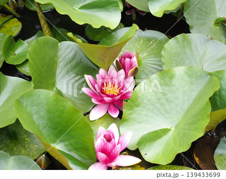 水面に浮かぶ蓮の花 139433699