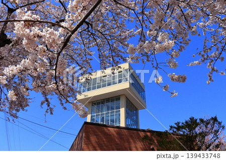グレットタワーみなと 展望台｜館鼻公園の満開の桜と春の風景 青森県八戸市 139433748
