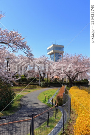 グレットタワーみなと 展望台|館鼻公園の満開の桜と春の風景 青森県八戸市 グレットタワーみなと 展望台|館鼻公園の満開の桜と春の風景 青森県八戸市 139433749
