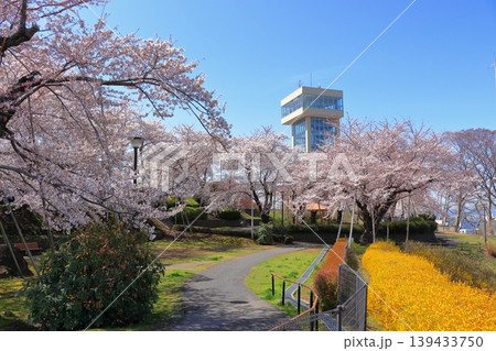 グレットタワーみなと 展望台|館鼻公園の満開の桜と春の風景 青森県八戸市 グレットタワーみなと 展望台|館鼻公園の満開の桜と春の風景 青森県八戸市 139433750