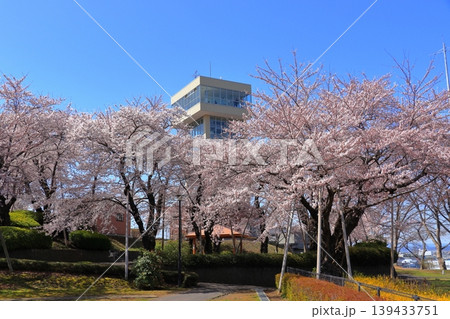 グレットタワーみなと 展望台|館鼻公園の満開の桜と春の風景 青森県八戸市 グレットタワーみなと 展望台|館鼻公園の満開の桜と春の風景 青森県八戸市 139433751