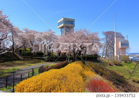 グレットタワーみなと 展望台|館鼻公園の満開の桜と春の風景 青森県八戸市 グレットタワーみなと 展望台|館鼻公園の満開の桜と春の風景 青森県八戸市 139433752