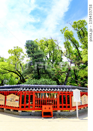 【福岡】初夏の福岡 筥崎宮のご神木の筥松 【福岡】初夏の福岡 筥崎宮のご神木の筥松 139433758