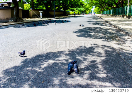 【福岡】初夏の福岡　 筥崎宮の参道で佇む鳩 139433759