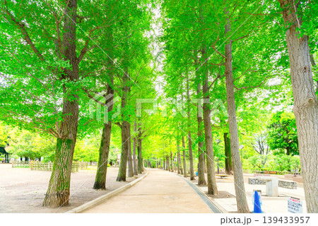 東京・世田谷区立 羽根木公園 初夏 東京・世田谷区立 羽根木公園 初夏 139433957
