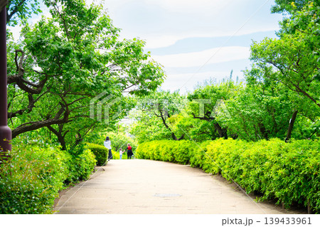 東京・世田谷区立 羽根木公園　初夏 139433961