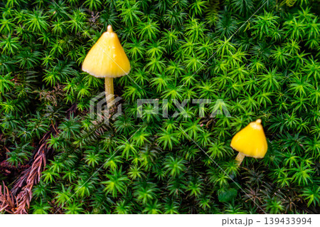 苔の上に出た小さなキノコ 苔の上に出た小さなキノコ 139433994