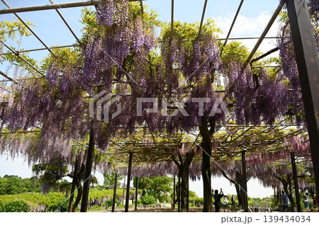 満開の藤の花 満開の藤の花 139434034