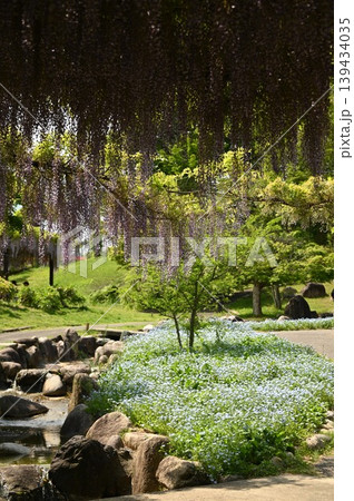 満開の藤の花とネモフイラの花 満開の藤の花とネモフイラの花 139434035