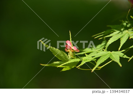 新緑とモミジの花 新緑とモミジの花 139434037