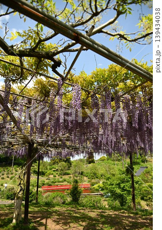 藤の花と赤い橋 藤の花と赤い橋 139434038