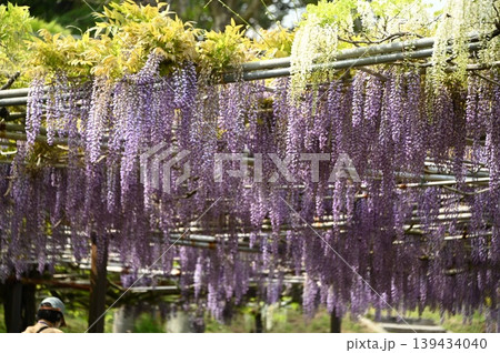 満開の藤の花 満開の藤の花 139434040