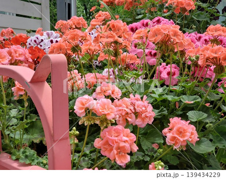 ピンク系の花々とピンクの映えトラクター 139434229