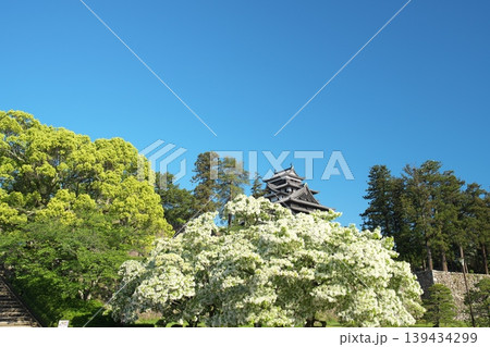 島根県松江市の5月の春の松江城山公園と青空 島根県松江市の5月の春の松江城山公園と青空 139434299