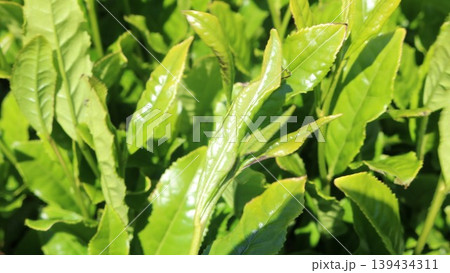 朝日に照らされる新緑のお茶の葉 139434311