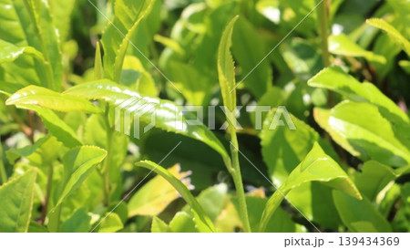 朝日に照らされる新緑のお茶の葉 朝日に照らされる新緑のお茶の葉 139434369
