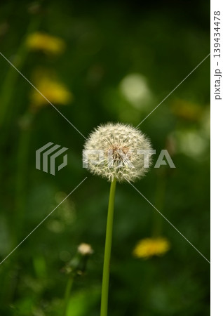 かわいい綿毛の花 139434478