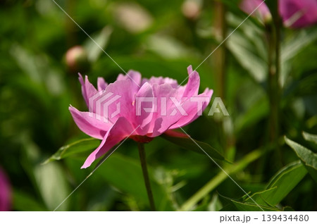 かわいい春の花 139434480