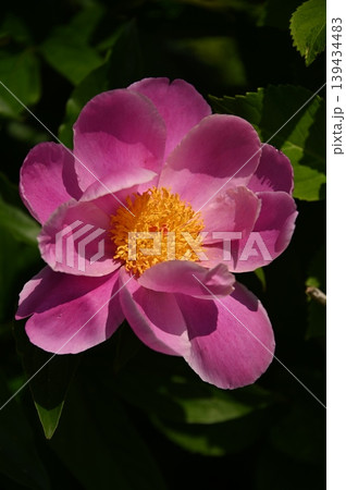 かわいいシャクヤクの花 かわいいシャクヤクの花 139434483
