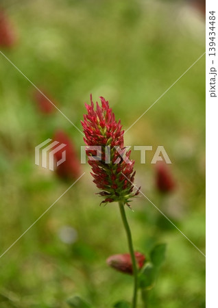 赤い春の花 赤い春の花 139434484