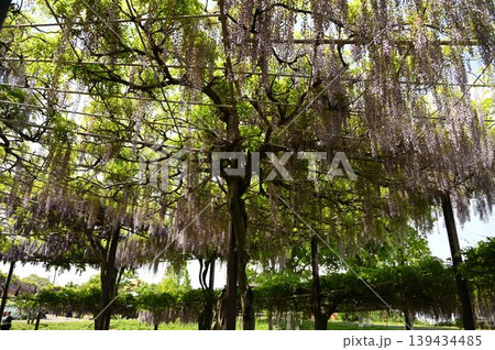 青空と満開の藤の花 青空と満開の藤の花 139434485