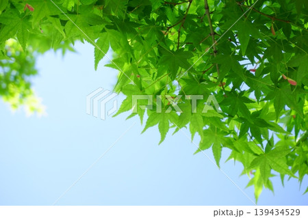 初夏のさわやかな青もみじ 初夏のさわやかな青もみじ 139434529