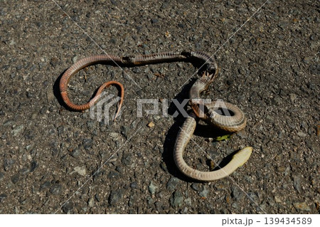 シマヘビの死骸 シマヘビの死骸 139434589