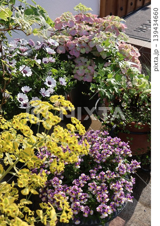 玄関前の花の寄せ鉢 玄関前の花の寄せ鉢 139434660