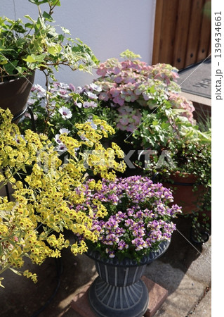 玄関前の花の寄せ鉢 玄関前の花の寄せ鉢 139434661