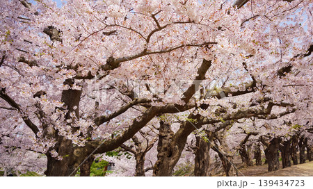 北海道函館市【五稜郭公園】桜の並木路 北海道函館市【五稜郭公園】桜の並木路 139434723