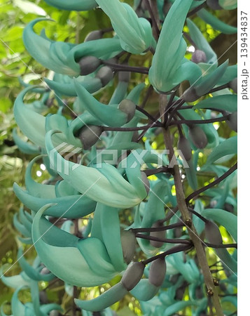 ヒスイカズラの神秘的な花房 139434837