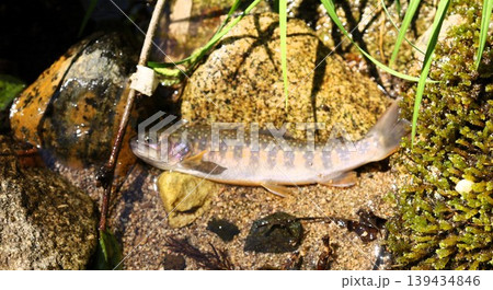 天然の岩魚 天然の岩魚 139434846