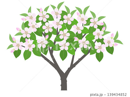 花咲くマルメロの樹のイラスト 139434852