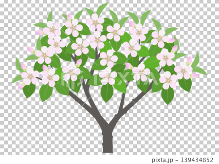 花咲くマルメロの樹のイラスト 139434852