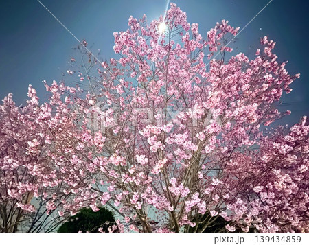 夜風と桜 やわらかな対話 夜風と桜 やわらかな対話 139434859