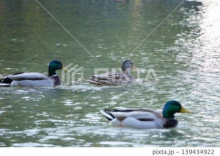 池で泳ぐマガモ1 139434922
