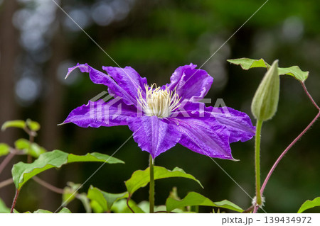 蔓性植物の女王と言われる紫色のクレマチスの花 蔓性植物の女王と言われる紫色のクレマチスの花 139434972