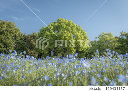 東京都足立区の舎人公園のネモフィラ 139435187