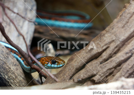 Colorful snake with blue and orange scales peeking through branches and rocks in a natural habitat, showcasing its unique patterns and textures 139435215