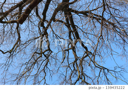 Leafless tree branches against a clear blue sky, showcasing intricate patterns and textures of the twigs and bark in a natural outdoor setting Leafless tree branches against a clear blue sky, showcasing intricate patterns and textures of the twigs and bark in a natural outdoor setting 139435222