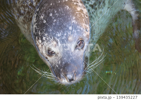 Close-up of a harbor seal swimming in clear water, showcasing its distinctive spotted fur and whiskers, with reflections of light on the water surface Close-up of a harbor seal swimming in clear water, showcasing its distinctive spotted fur and whiskers, with reflections of light on the water surface 139435227