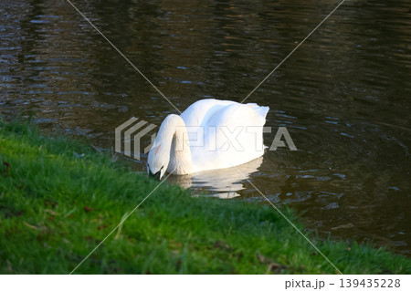 White swan with neck curved down, foraging in calm water near green grass along the bank of a serene pond in a natural setting 139435228