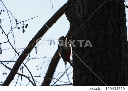 Woodpecker perched on a tree trunk, silhouetted against a bright sky, surrounded by bare branches and twigs in a natural outdoor setting Woodpecker perched on a tree trunk, silhouetted against a bright sky, surrounded by bare branches and twigs in a natural outdoor setting 139435230