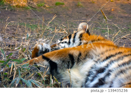 Tiger resting on the ground among dry grass and bamboo, showcasing distinctive orange and black striped fur in a natural outdoor habitat Tiger resting on the ground among dry grass and bamboo, showcasing distinctive orange and black striped fur in a natural outdoor habitat 139435236