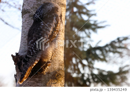 Owl perched on a birch tree trunk with textured bark, sunlight illuminating feathers, and blurred evergreen trees in the background creating a natural habitat scene Owl perched on a birch tree trunk with textured bark, sunlight illuminating feathers, and blurred evergreen trees in the background creating a natural habitat scene 139435249