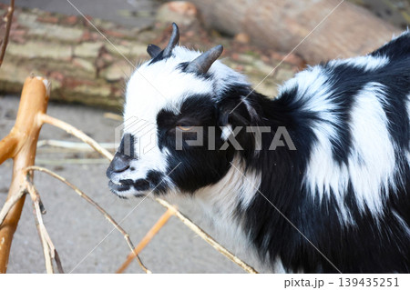 Black and white goat with distinctive markings stands near wooden branches in a natural outdoor setting, showcasing its unique features and textures Black and white goat with distinctive markings stands near wooden branches in a natural outdoor setting, showcasing its unique features and textures 139435251